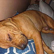 Jax is registered to the contest to win money with this photo: dog, sleeping, bed, pillow, brown_dog, indoor, cozy, relaxed, pet, fur, resting, canine, animal, closeup, snout, ears, blanket, comfort, peaceful, home