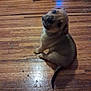 Heady joined the competition — help win amazing prizes! animal, background, brown, canine, curious, cute, dog, domestic_animal, floor, floorboards, head_tilt, indoor, looking_up, pet, puppy, shadow, sitting, two_dogs, wooden_floor, young