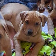 Heady is registered to the contest to win money with this photo: animal, blanket, brown_dog, canine, companion, cozy, cute, dog, domestic_animal, floor, fur, indoor, looking_at_camera, lying_down, paw, pet, playful, puppy, resting, young_dog