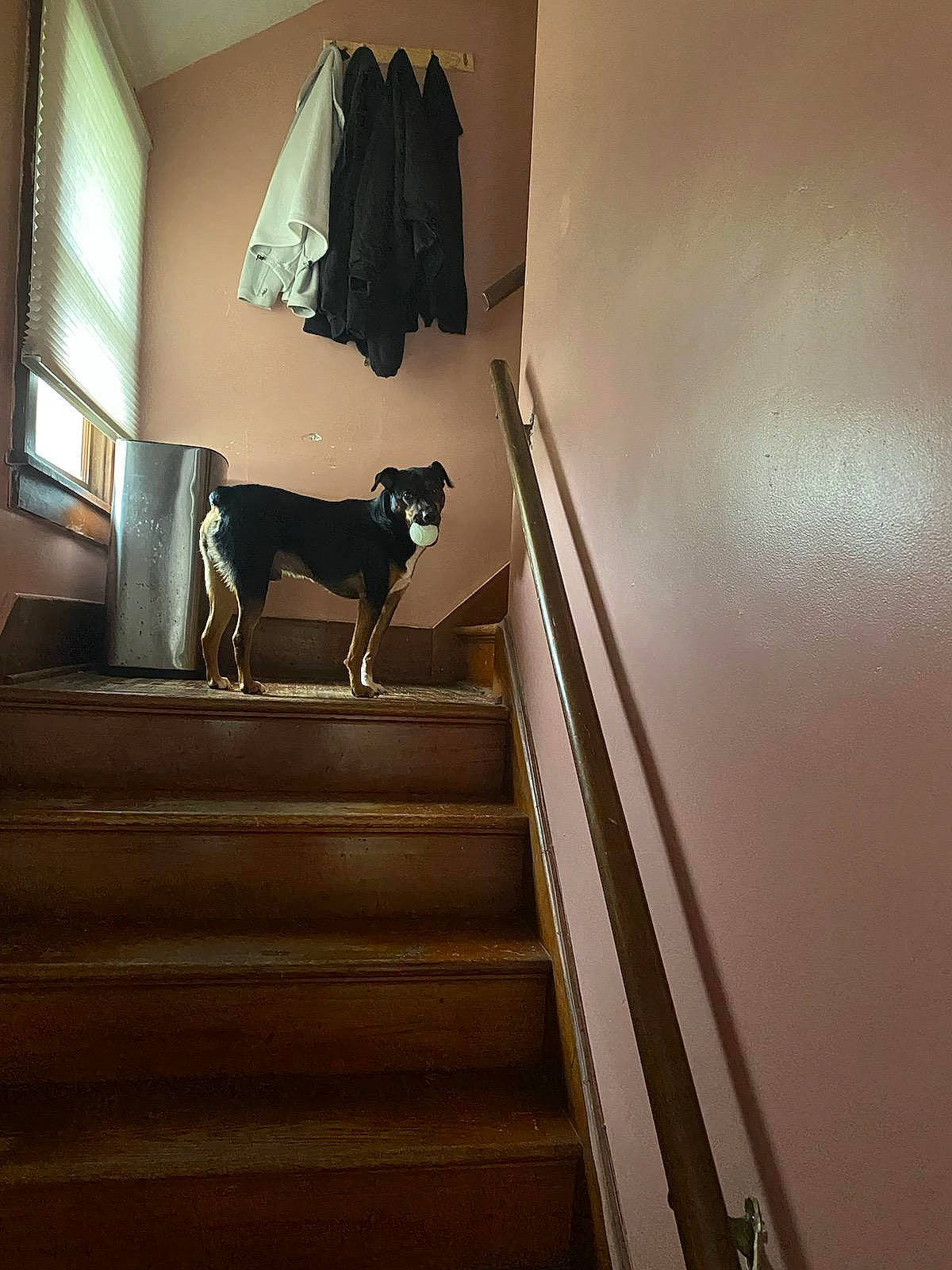 Issac is registered to the contest to win money with this photo: brown, building, carnivore, companion_dog, dog, dog_breed, door, fawn, floor, flooring, grey, hardwood, house, lighting, room, stairs, tints_and_shades, window, wood, working_animal