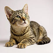 Gribouille participe au concours pour gagner de l'argent avec cette photo : cat, tabby, pet, animal, feline, cute, stripes, whiskers, ears, paws, lying_down, curious, eyes, portrait, domestic_animal, fur, young_cat, indoor, studio, closeup