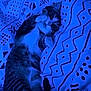 Arès a rejoint le concours — aidez-le/la à gagner de superbes lots ! animal, bed, blanket, blue_tone, cat, cozy, cute, domestic_animal, feline, indoor, lying_down, pattern, paws, pet, relaxed, resting, sleepy, soft_lighting, striped, tabby