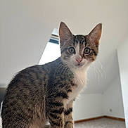 Arès a rejoint le concours — aidez-le/la à gagner de superbes lots ! animal, cat, curious, ears, feline, floor, fur, indoor, kitten, looking, minimalist, pet, room, sitting, skylight, tabby, whiskers, white_paws, window, young