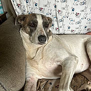 Doggo is registered to the contest to win money with this photo: dog, canine, pet, relaxed, couch, sofa, fabric, pattern, cartoon, illustration, brown, white, fur, indoor, home, comfort, resting, animal, closeup, portrait