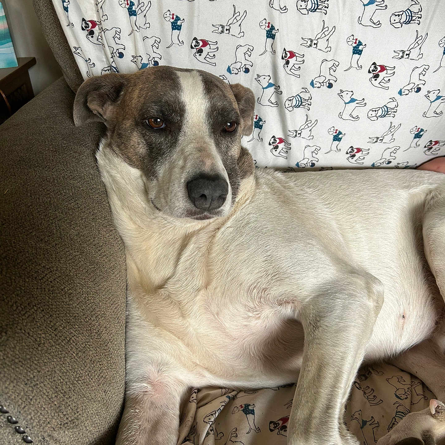 Doggo is registered to the contest to win money with this photo: animal, brown, canine, cartoon, closeup, comfort, couch, dog, fabric, fur, home, illustration, indoor, pattern, pet, portrait, relaxed, resting, sofa, white