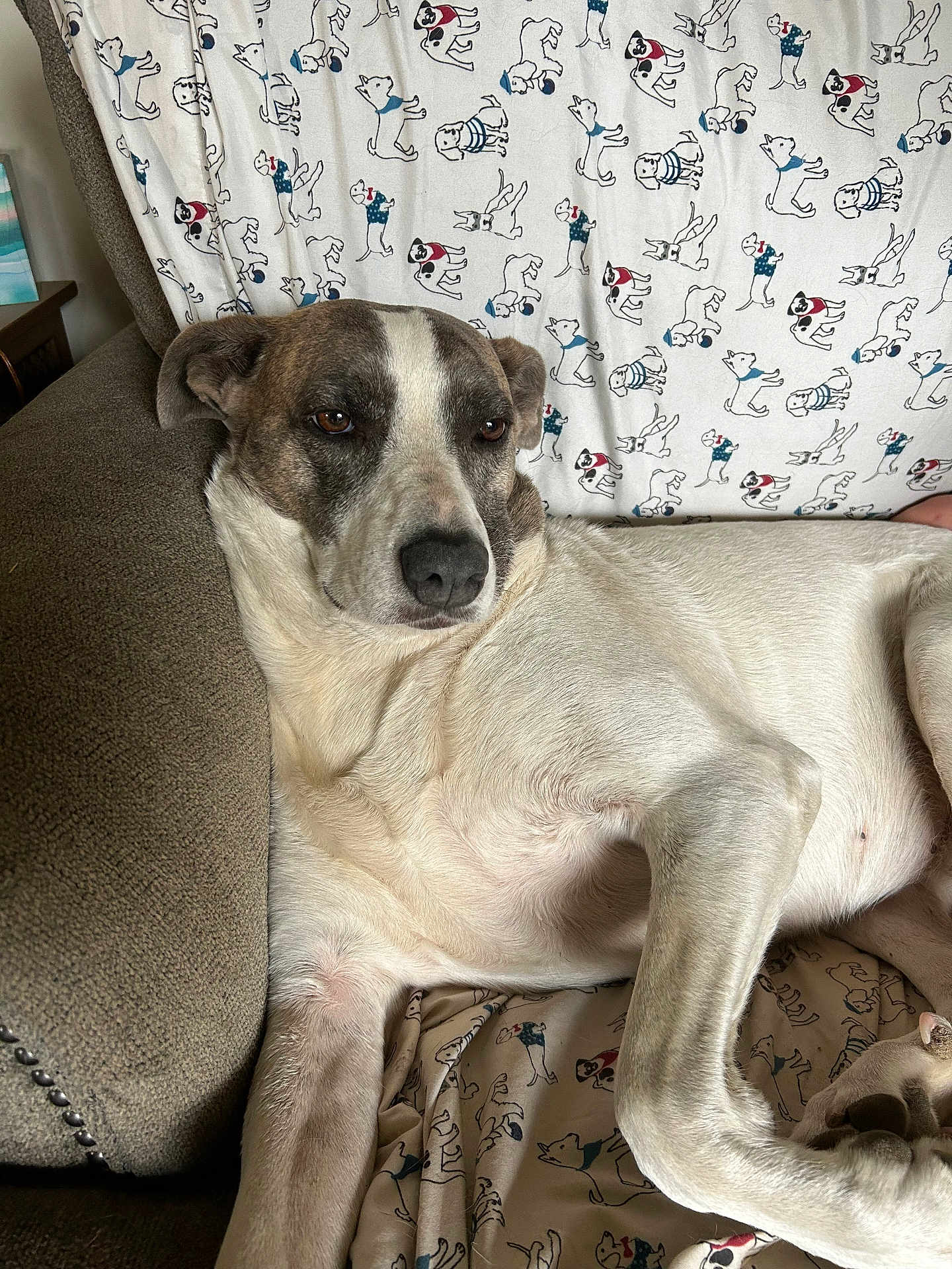 Doggo