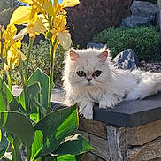 Plume participe au concours pour gagner de l'argent avec cette photo : cat, white_cat, fluffy, flower, yellow_flower, green_leaves, stone_wall, garden, outdoor, sunlight, nature, plant, pet, animal, relaxed, fur, closeup, daylight, leaf, bush