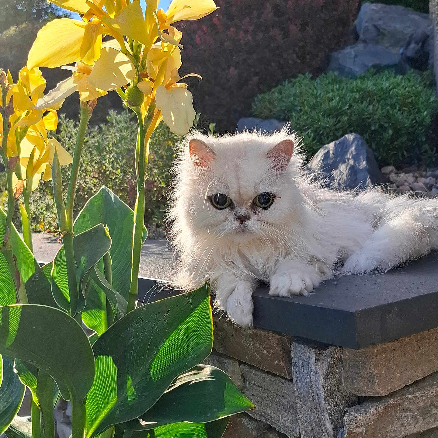 Plume participe au concours pour gagner de l'argent avec cette photo : animal, bush, cat, closeup, daylight, flower, fluffy, fur, garden, green_leaves, leaf, nature, outdoor, pet, plant, relaxed, stone_wall, sunlight, white_cat, yellow_flower