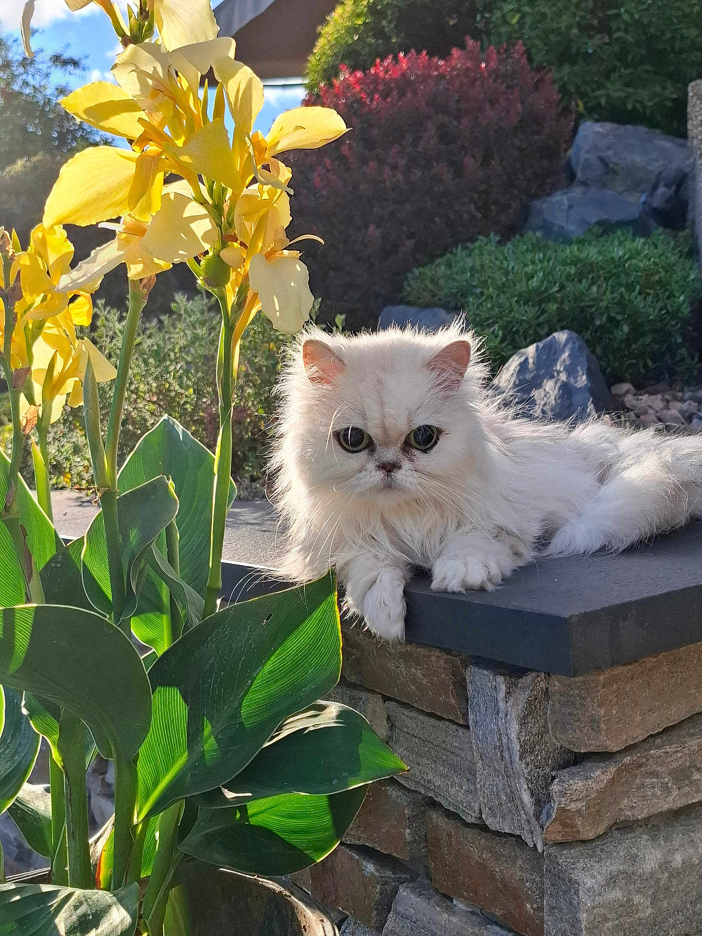 Plume participe au concours pour gagner de l'argent avec cette photo : cat, white_cat, fluffy, flower, yellow_flower, green_leaves, stone_wall, garden, outdoor, sunlight, nature, plant, pet, animal, relaxed, fur, closeup, daylight, leaf, bush
