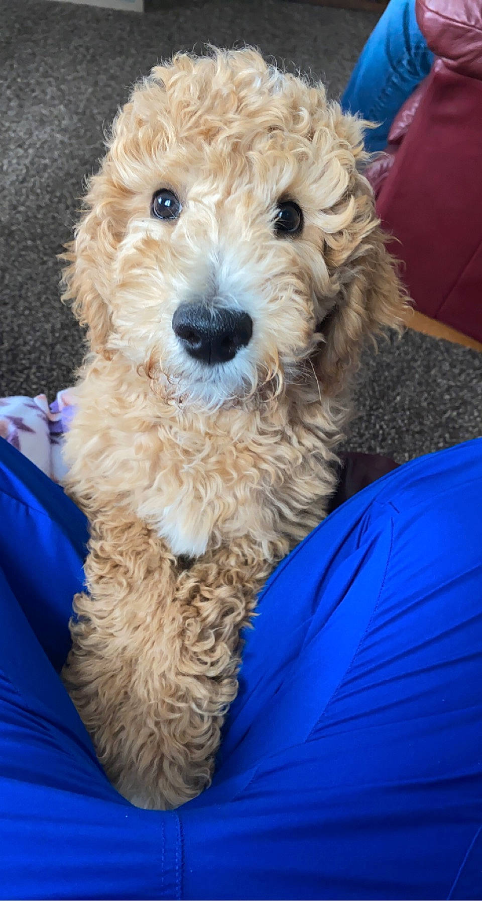 Milo joined the competition — help win amazing prizes! blue, canidae, carnivore, companion_dog, dog, dog_breed, dog_collar, fur, labradoodle, poodle, poodle_crossbreed, puppy_love, shih_poo, small_terrier, snout, sporting_group, terrier, toy_dog, water_dog, yorkipoo