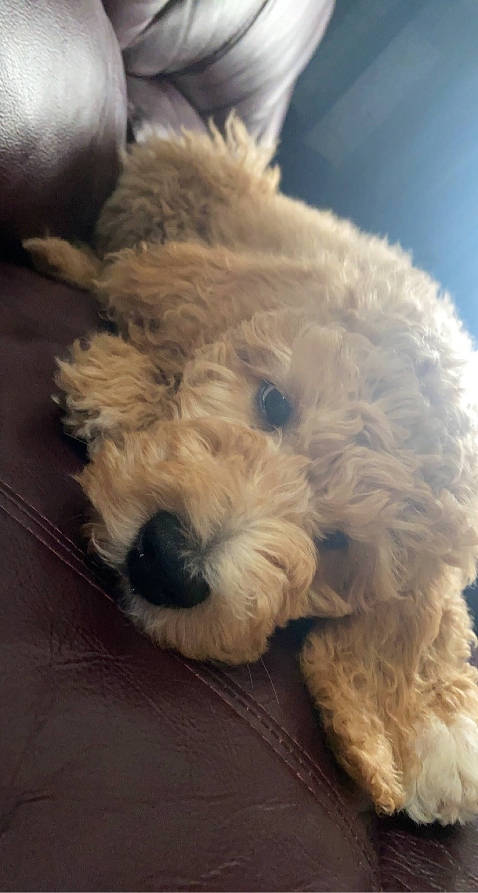 Milo is registered to the contest to win money with this photo: canidae, carnivore, companion_dog, dog, dog_breed, dog_collar, fur, labradoodle, maltepoo, non_sporting_group, poodle, puppy, small_terrier, snout, sporting_group, terrier, toy_dog, water_dog, working_animal, yorkipoo