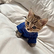 Billie Bob joined the competition — help win amazing prizes! kitten, cat, blue_clothing, bed, white_bedspread, pet, cute, animal, small, fur, whiskers, ears, indoor, cozy, curious, looking_up, young, domestic_cat, feline, soft