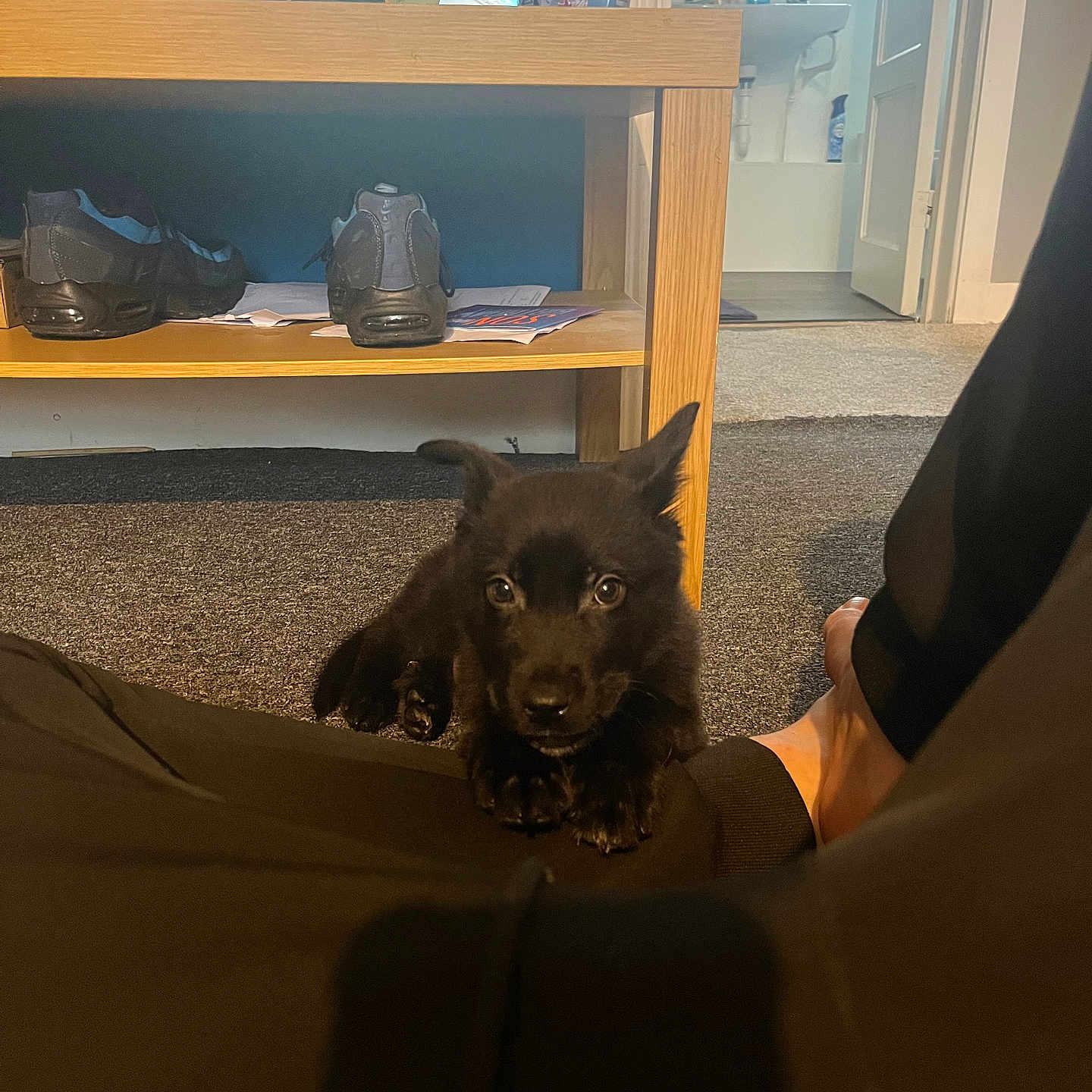 Bruno joined the competition — help win amazing prizes! black_dog, bottle, carpet, curious, dog, door, floor, furniture, game, indoor, legs, person, pet, puppy, room, shoes, table, television, window, young_dog