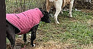 Marley joined the competition — help win amazing prizes! dog, dogs, pet, clothing, pink_coat, plaid_outfit, quilted_jacket, outdoor, garden, fence, wire_fence, grass, mud, straw, backyard, animal, standing, fashion, costume, rural