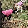 dog, dogs, pet, clothing, pink_coat, plaid_outfit, quilted_jacket, outdoor, garden, fence, wire_fence, grass, mud, straw, backyard, animal, standing, fashion, costume, rural