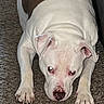Marley is registered to the contest to win money with this photo: dog, white_dog, pit_bull, pet, animal, lying_down, upside_down, carpet, indoor, home, floor, floppy_ears, pink_nose, paws, claws, short_hair, white_fur, close_up, funny_pose, portrait