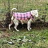 Marley joined the competition — help win amazing prizes! dog, canine, pet, pink_outfit, plaid, shirt, clothing, outdoor, grass, garden, fence, wire_fence, greenery, nature, standing, side_view, white_dog, brown_patches, curled_tail, fashionable