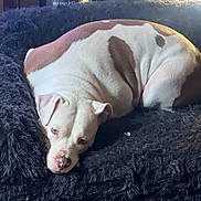 Marley joined the competition — help win amazing prizes! dog, sleeping, spotted_dog, white_dog, brown_patches, pet, indoor, blanket, shaggy_blanket, cozy, relaxed, lying_down, close_up, portrait, face, nose, ears, brown_eyes, soft_lighting, home