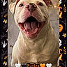 dog, portrait, close_up, smiling, happy, open_mouth, tongue, teeth, white_dog, short_hair, pet, animal, looking_at_camera, indoor, halloween, pumpkins, skulls, spider_webs, hearts, text_overlay