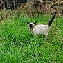 animal, background, branches, cat, closeup, daylight, ears, feline, grass, greenery, mammal, meowing, mouth_open, nature, outdoor, pet, siamese_cat, tail, wildlife, wood