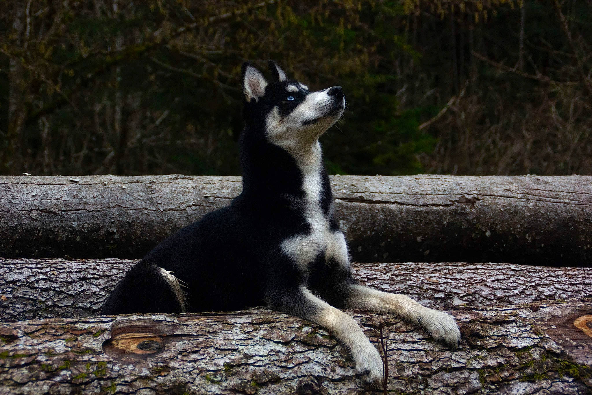 Nevada participe au concours pour gagner de l'argent avec cette photo : alaskan_klee_kai, canidae, carnivore, dog, dog_breed, east_siberian_laika, mammal, seppala_siberian_sleddog, siberian_husky, snout, tail, vertebrate, whiskers