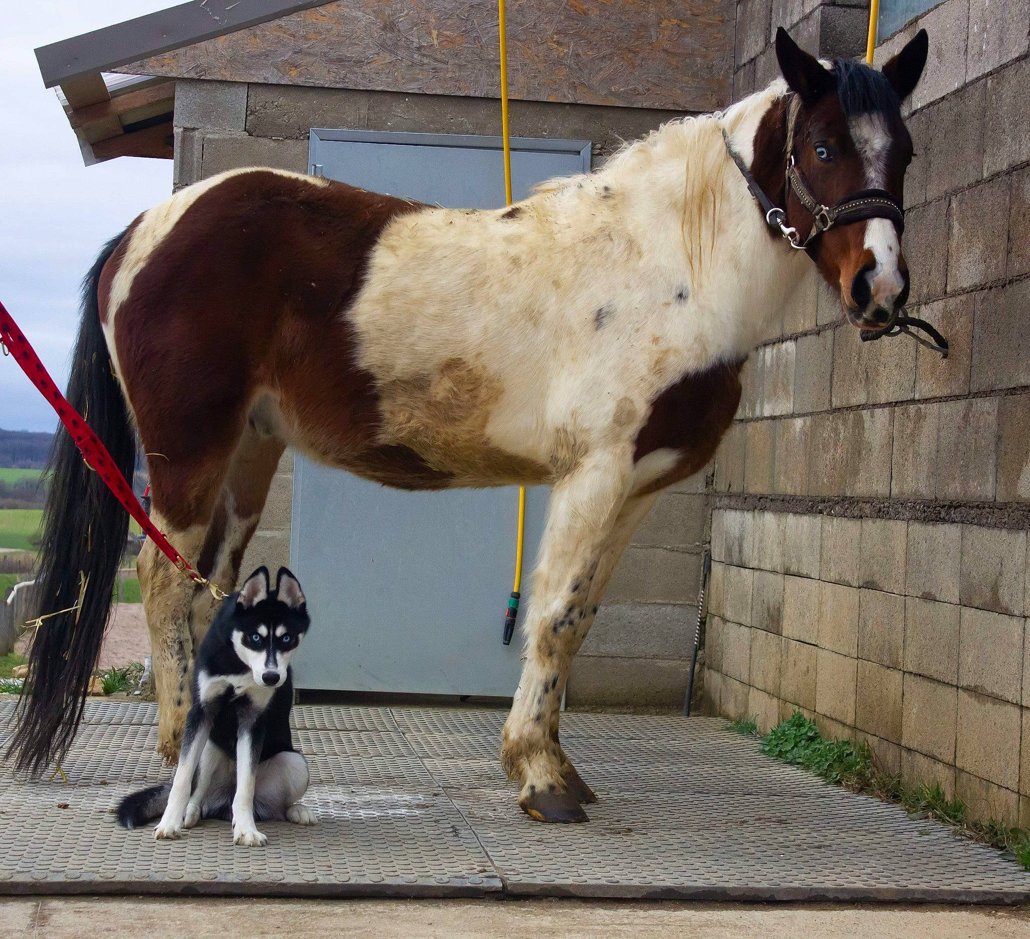 Nevada participe au concours pour gagner de l'argent avec cette photo : colt, horse, horse_tack, liver, livestock, mammal, mane, mare, pack_animal, snout, stallion, vertebrate