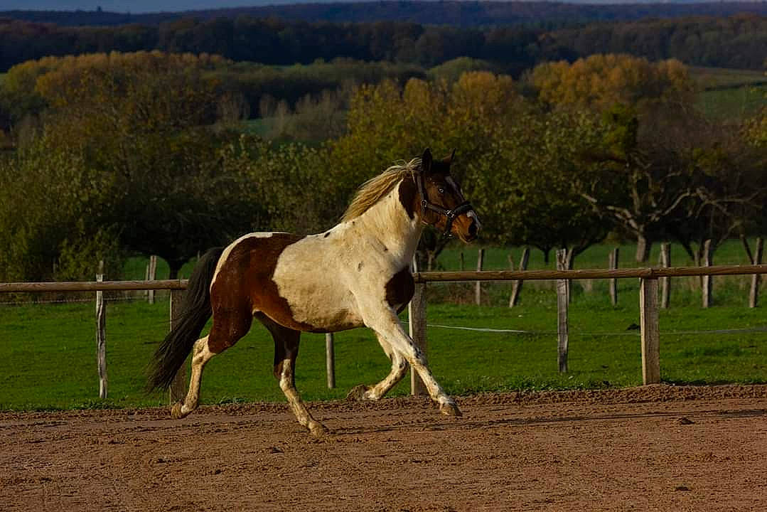 Nevada participe au concours pour gagner de l'argent avec cette photo : colt, farm, grassland, horse, landscape, livestock, mammal, mane, mare, meadow, mustang_horse, pack_animal, pasture, ranch, rural_area, sorrel, stallion, vertebrate, wildlife