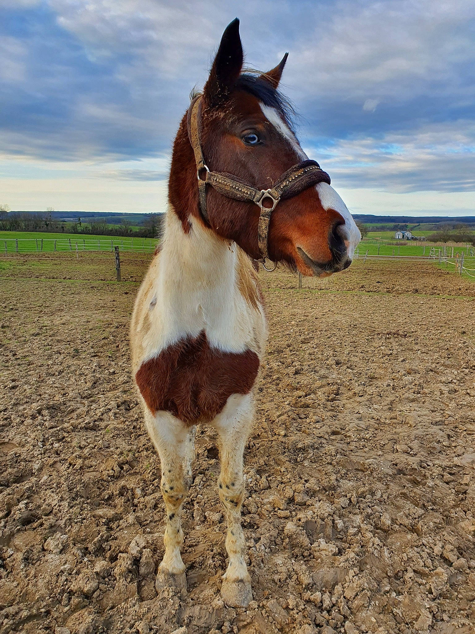 Nevada participe au concours pour gagner de l'argent avec cette photo : bridle, grassland, horse, horse_tack, liver, livestock, mammal, mane, mare, mustang_horse, pack_animal, pasture, sky, snout, sorrel, stallion, vertebrate