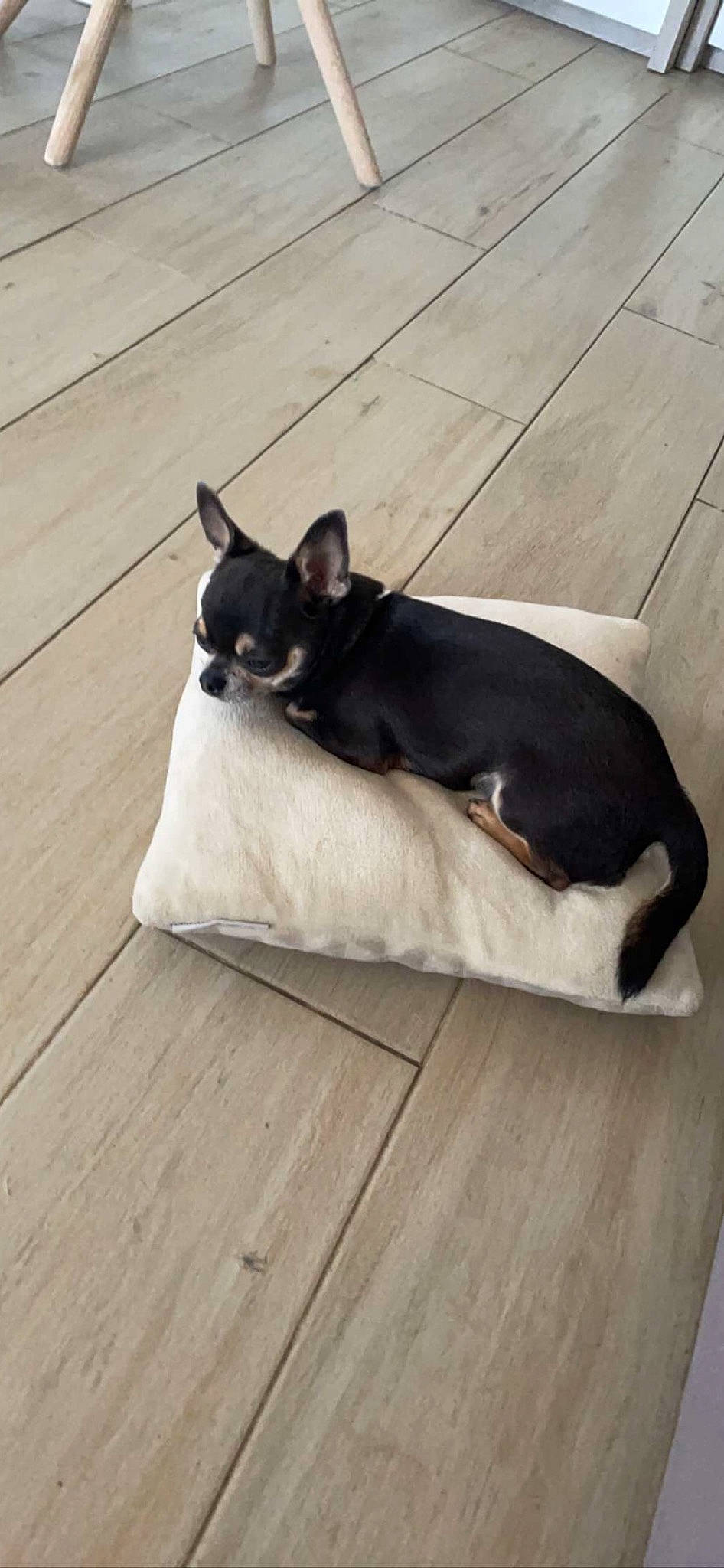 Speedy a rejoint le concours — aidez-le/la à gagner de superbes lots ! canidae, carnivore, comfort, companion_dog, dog, dog_breed, fawn, felidae, floor, flooring, grey, hardwood, paw, small_to_medium_sized_cats, snout, sporting_group, tail, toy_dog, whiskers, wood