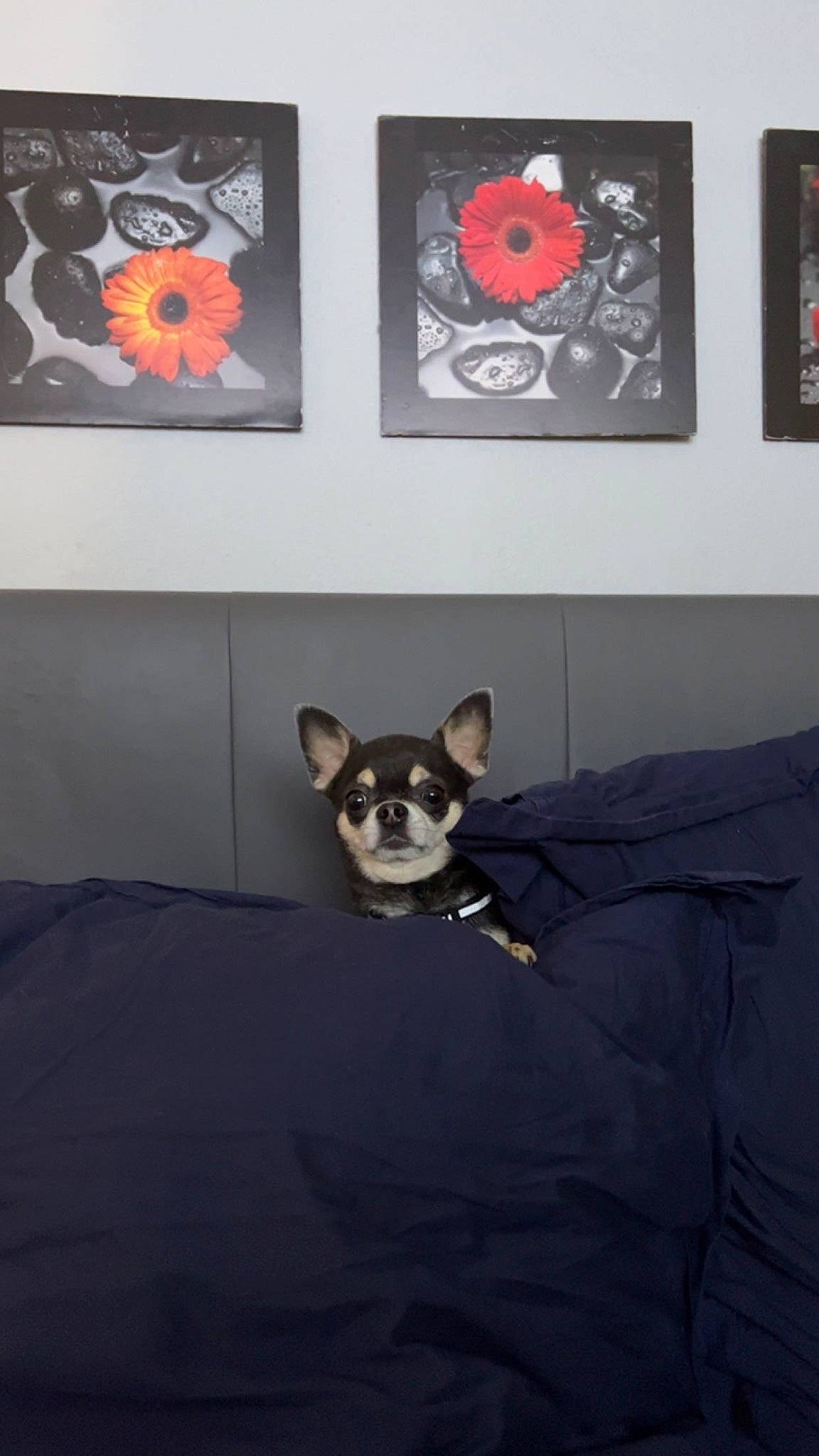 Speedy participe au concours pour gagner de l'argent avec cette photo : art, black, carnivore, companion_dog, couch, dog, dog_breed, dog_supply, fawn, flooring, flower, grey, picture_frame, plant, snout, sporting_group, tail, visual_arts, whiskers, working_animal