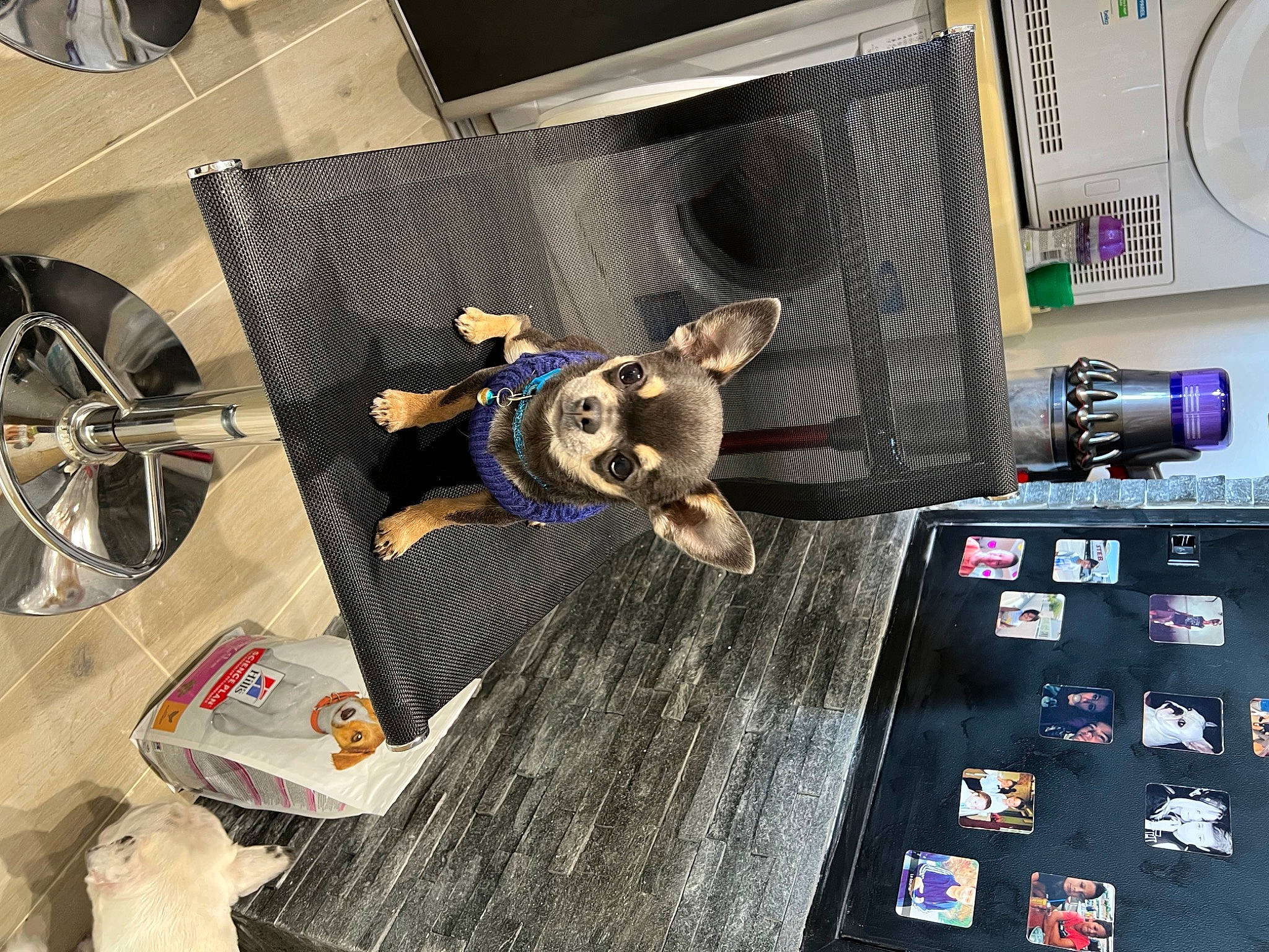 Speedy a rejoint le concours — aidez-le/la à gagner de superbes lots ! audio_equipment, automotive_design, communication_device, computer_hardware, desk, display_device, electronic_device, eyewear, fashion_accessory, font, gadget, jewellery, machine, multimedia, product, space, table, technology, toy, wheel