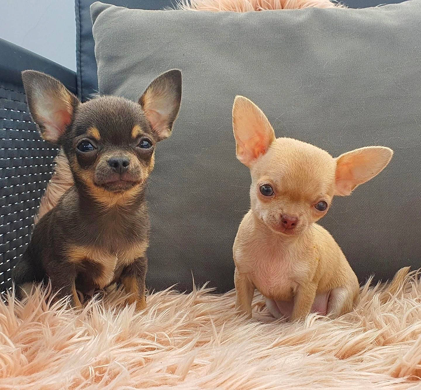 Speedy a rejoint le concours — aidez-le/la à gagner de superbes lots ! animal_figure, canidae, carnivore, chihuahua, close_up, companion_dog, corgi_chihuahua, dog, dog_breed, ear, fawn, fur, head, organism, peach, snout, terrestrial_animal, toy_dog, whiskers, working_animal