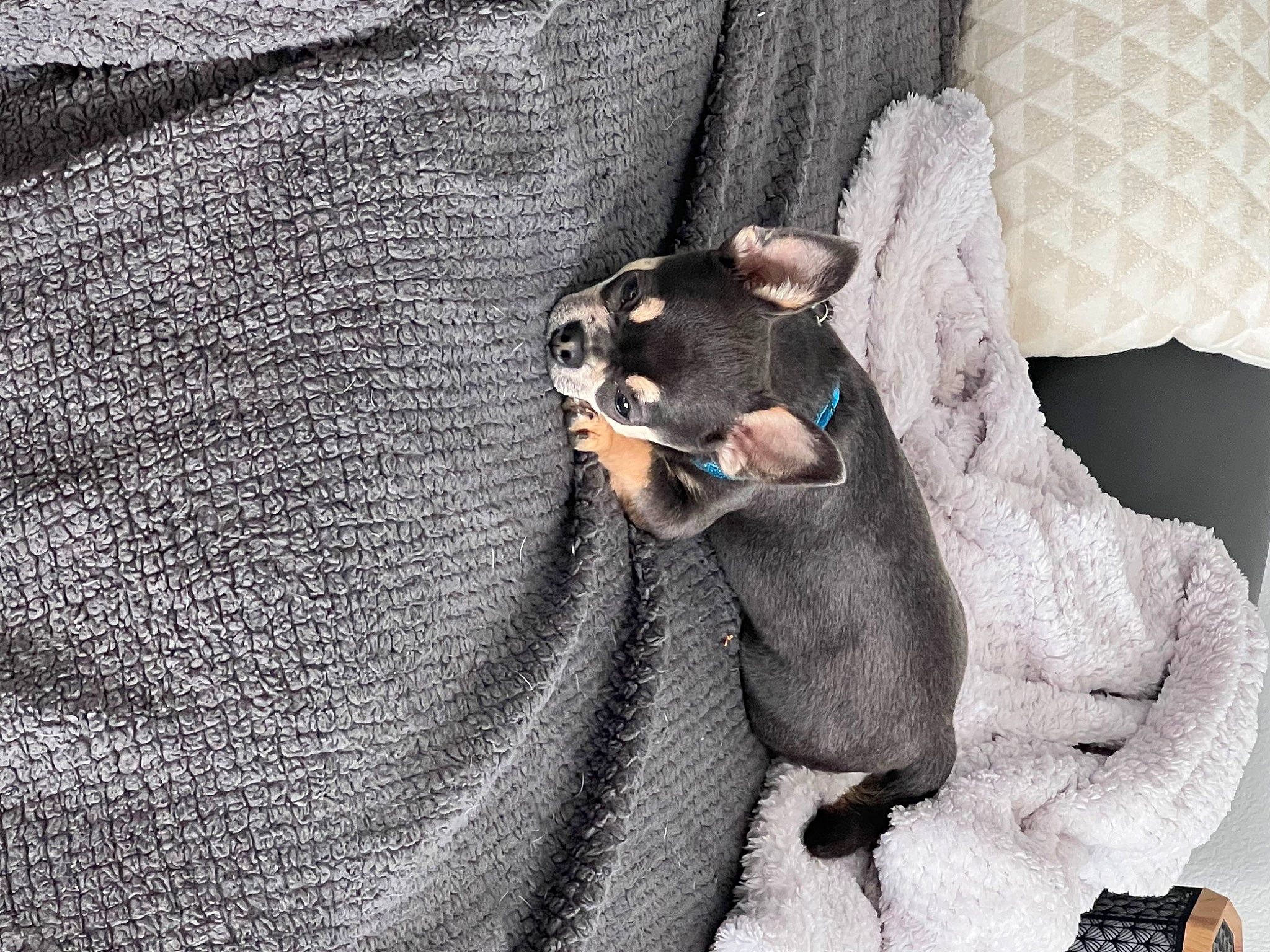 Speedy a rejoint le concours — aidez-le/la à gagner de superbes lots ! canidae, carnivore, collar, comfort, companion_dog, dog, dog_breed, fashion_accessory, fawn, fur, grey, linens, pattern, paw, sleeve, snout, t_shirt, toy_dog, whiskers, working_animal