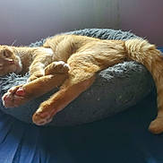 Stefanek is registered to the contest to win money with this photo: cat, sleeping, ginger_cat, pet_bed, cozy, indoor, resting, feline, paw_pads, tail, fur, soft_light, bed, relaxed, animal, mammal, home, comfort, cute, domestic_cat