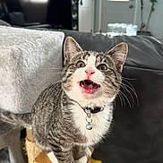 Milo is registered to the contest to win money with this photo: animal, cat, collar, couch, cozy, curious, door, feline, fur, home, indoor, living_room, meowing, pet, pet_accessory, pink_nose, plant, scratching_post, tabby, whiskers