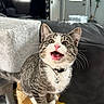 animal, cat, collar, couch, cozy, curious, door, feline, fur, home, indoor, living_room, meowing, pet, pet_accessory, pink_nose, plant, scratching_post, tabby, whiskers
