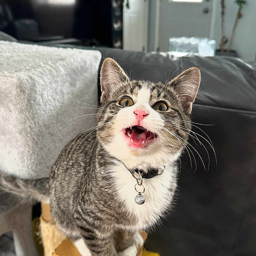 Milo