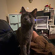 Tommy is registered to the contest to win money with this photo: cat, gray_cat, pet, indoor, living_room, furniture, person, lap, couch, chair, computer, shelf, decor, wall, light_fixture, curious, animal, cozy, home, brown_clothing