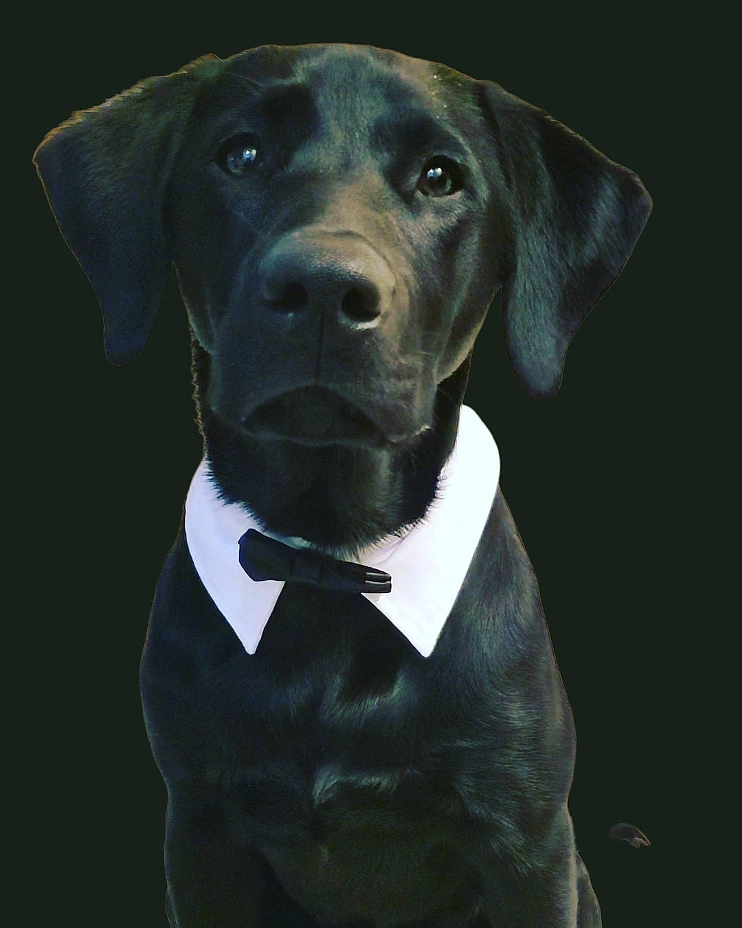 Ford is registered to the contest to win money with this photo: borador, canidae, carnivore, collar, companion_dog, darkness, dog, dog_breed, dog_collar, electric_blue, hat, hunting_dog, liver, personal_protective_equipment, pet_supply, snout, sporting_group, working_animal