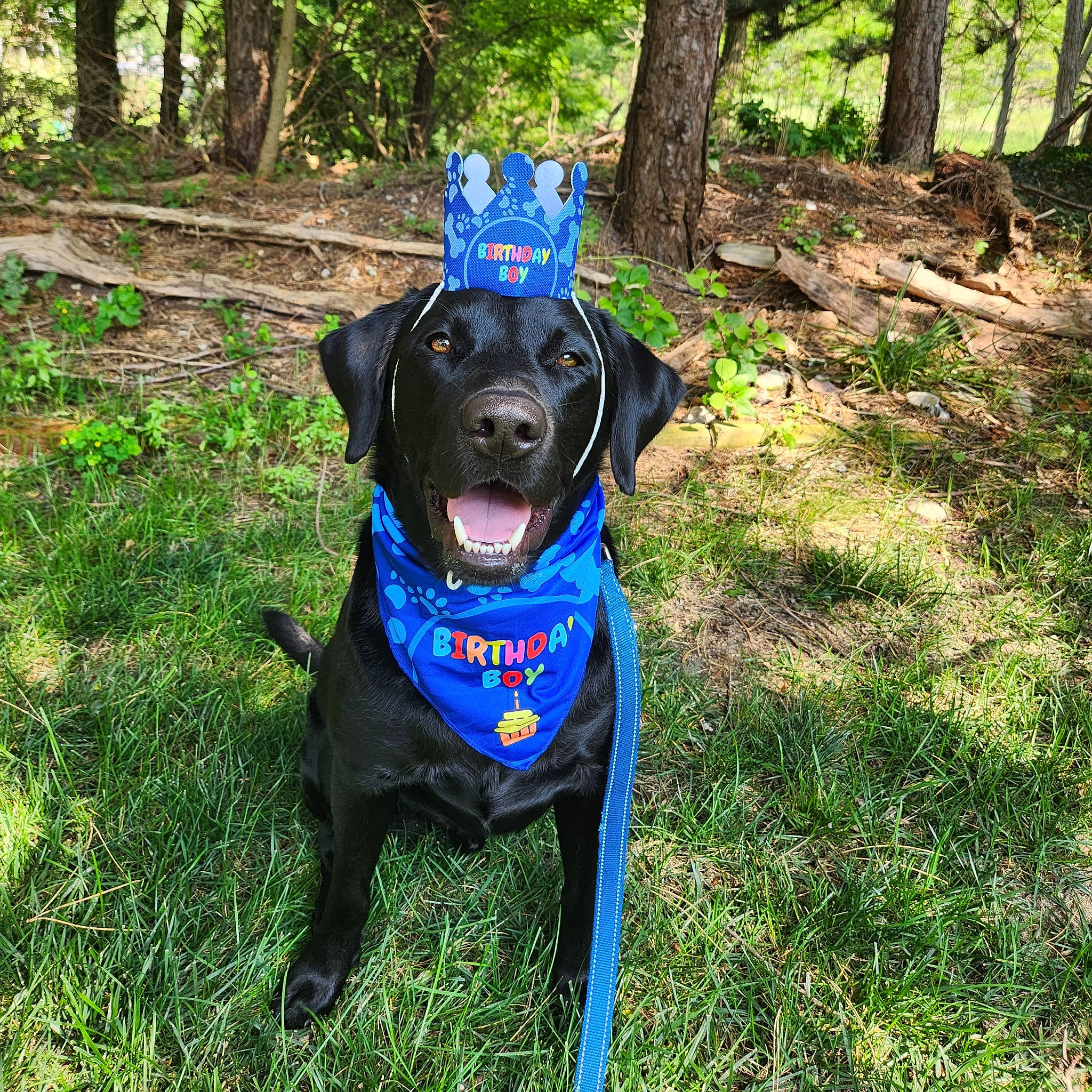 Ford joined the competition — help win amazing prizes! carnivore, collar, companion_dog, dog, dog_breed, dog_clothes, dog_collar, dog_supply, electric_blue, fawn, grass, hat, leash, personal_protective_equipment, pet_supply, plant, snout, sporting_group, tree, working_animal