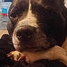 Phatbaby joined the competition — help win amazing prizes! dog, black_and_white, close_up, resting, paw, blanket, indoor, relaxed, pet, canine, fur, snout, ears, household_items, couch, portrait, animal, companion, domestic, sleepy