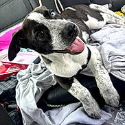 Benny is registered to the contest to win money with this photo: dog, black_and_white, blue_eye, tongue_out, car_interior, backseat, clothes, fabric, happy, pet, canine, sitting, close_up, domestic_animal, leash, seat, fur, relaxed, young_dog, indoor
