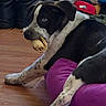 Benny joined the competition — help win amazing prizes! dog, black_and_white, lying_down, treat, purple_cushion, wooden_floor, shoes, blanket, indoor, pet, canine, resting, playful, cozy, household, domestic, fur, paw, nose, ears