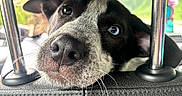 Benny joined the competition — help win amazing prizes! dog, car, headrest, animal, pet, closeup, black_and_white, blue_eye, nose, whiskers, metal_pole, leather, curious, cute, domestic_animal, portrait, seat, vehicle, expression, face