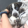 Benny joined the competition — help win amazing prizes! puppy, dog, blue_eye, brown_eye, person, arm, bracelets, tattoo, white_shirt, indoor, close_up, cute, pet, animal, snuggling, playful, looking_at_camera, paws, holding, young_dog
