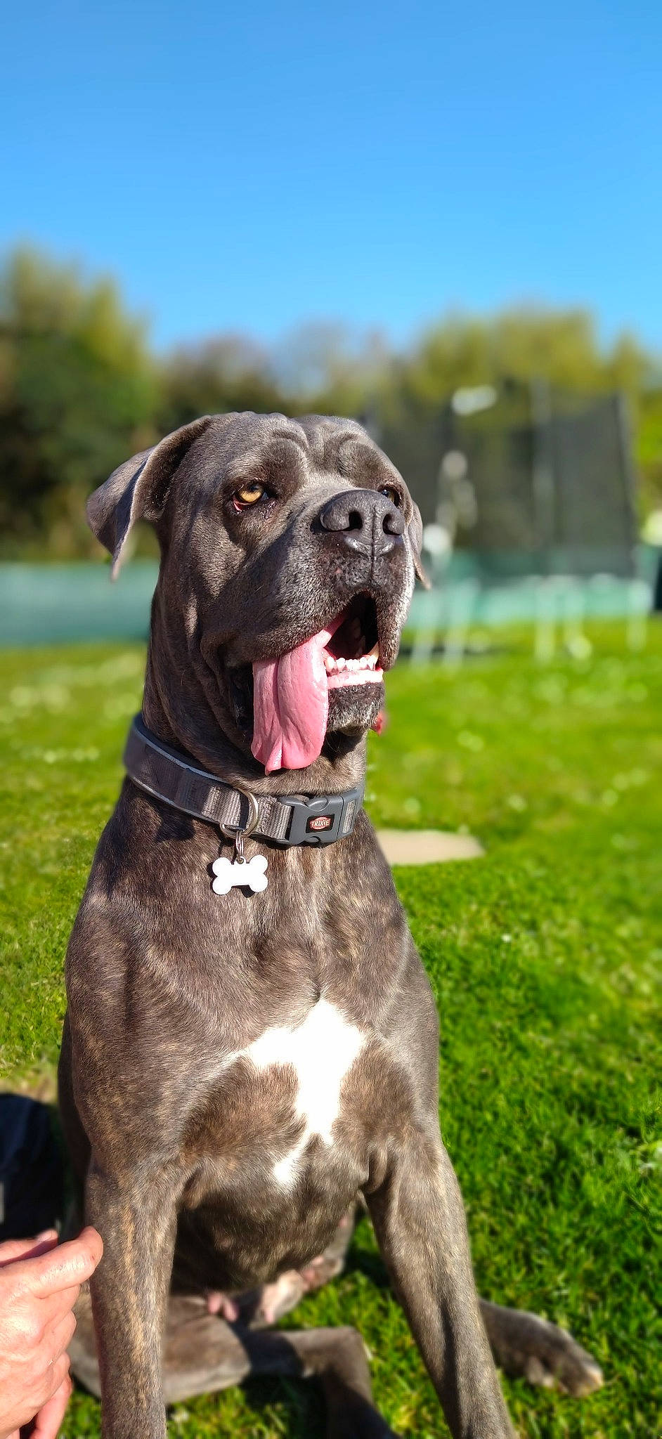Punky participe au concours pour gagner de l'argent avec cette photo : canidae, carnivore, collar, companion_dog, dog, dog_breed, dog_collar, fawn, grass, liver, molosser, non_sporting_group, plant, sky, snout, sporting_group, tree, whiskers, working_animal, working_dog