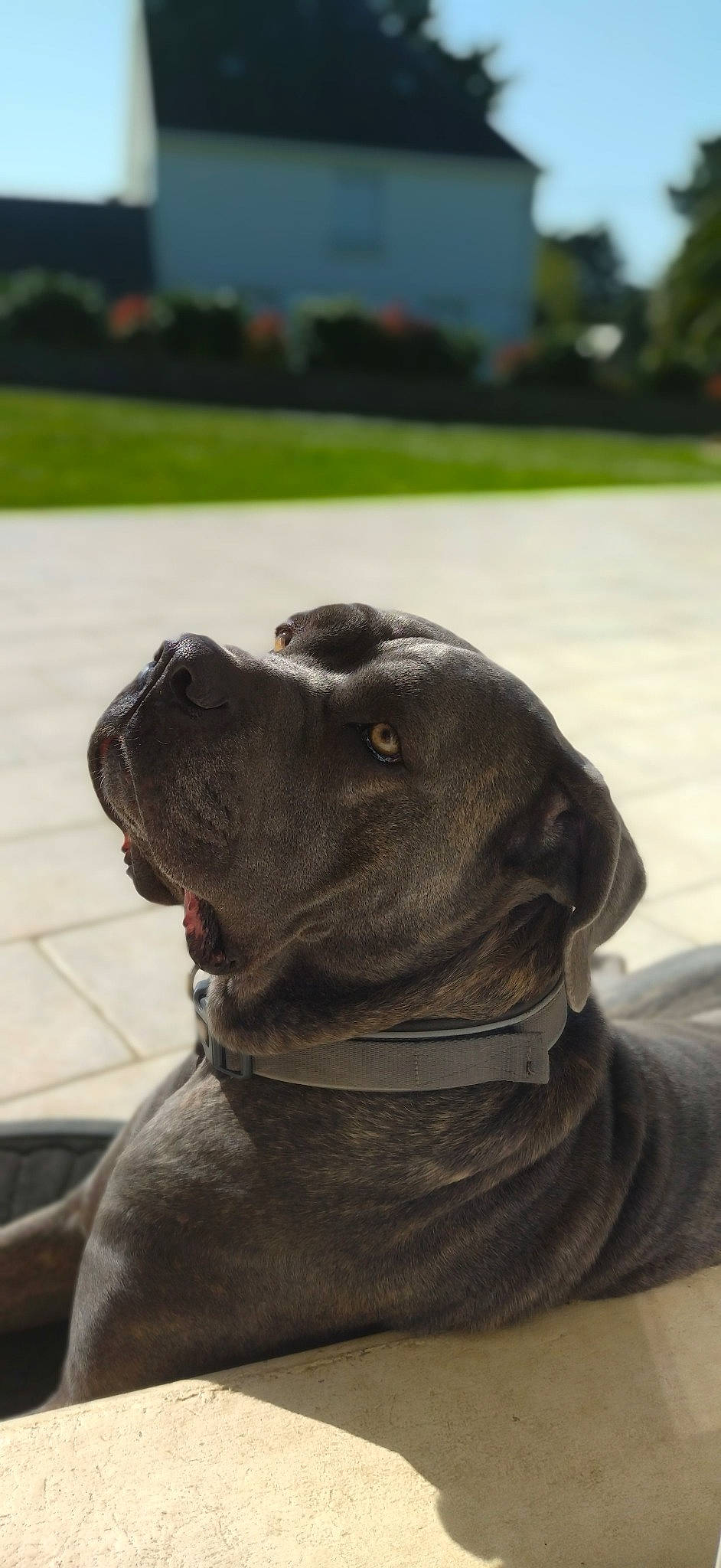 Punky participe au concours pour gagner de l'argent avec cette photo : canidae, carnivore, collar, companion_dog, dog, dog_breed, dog_collar, fashion_accessory, fawn, fur, grass, guard_dog, leash, molosser, plant, snout, sporting_group, whiskers, working_animal, working_dog