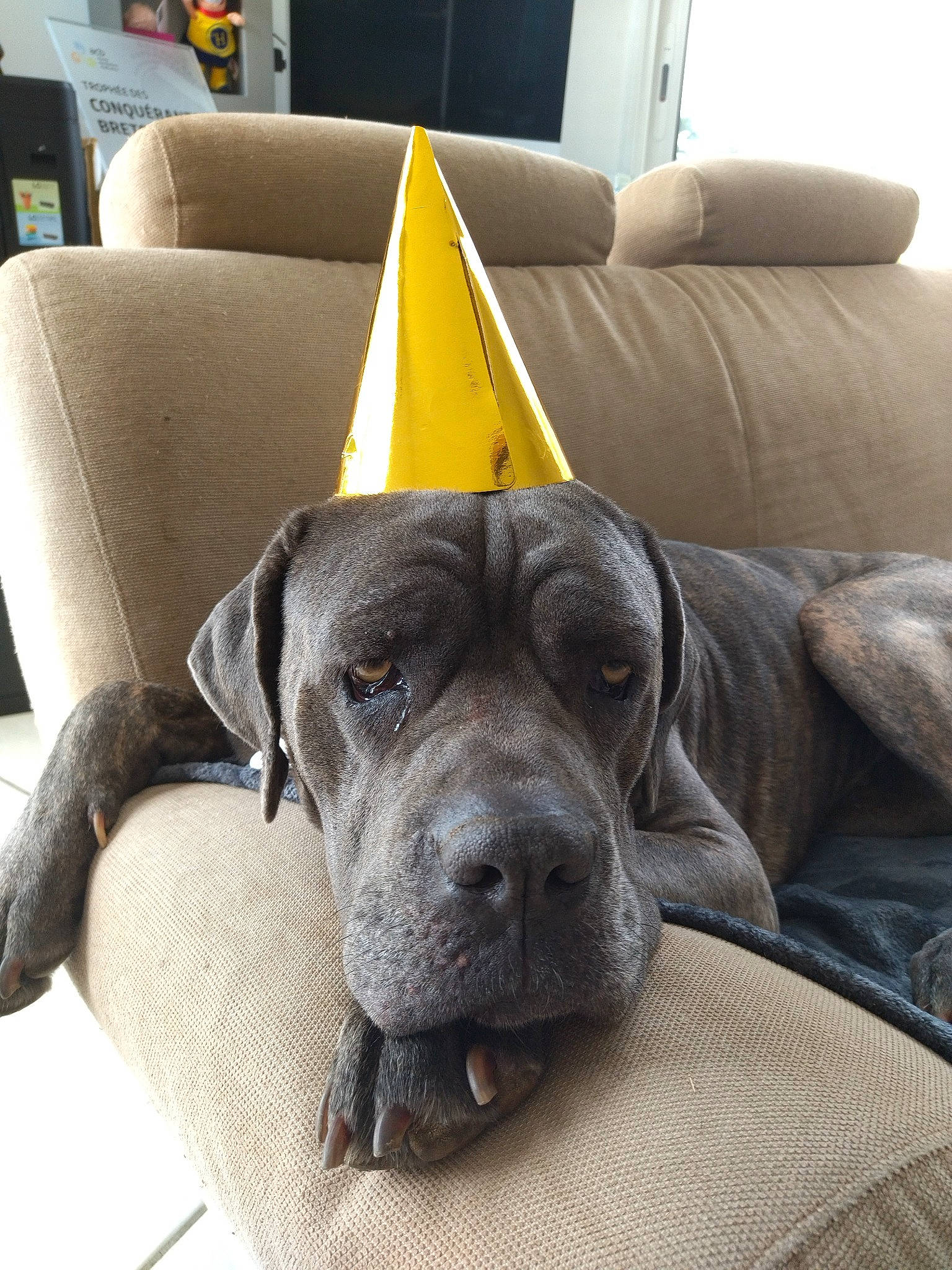 Punky participe au concours pour gagner de l'argent avec cette photo : canidae, carnivore, chair, collar, comfort, companion_dog, couch, dog, dog_breed, dog_supply, fawn, flooring, guard_dog, living_room, pet_supply, picture_frame, snout, sporting_group, whiskers, working_animal