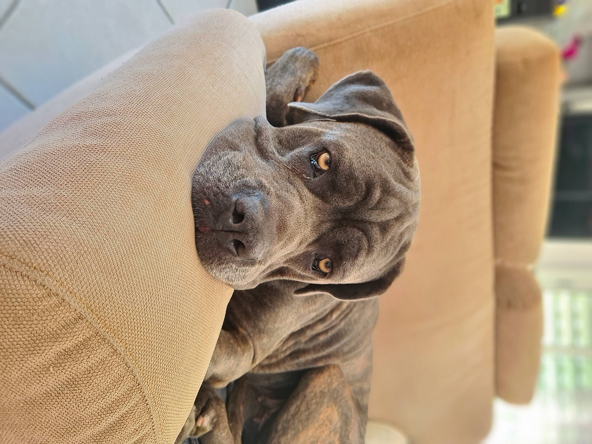 Punky a rejoint le concours — aidez-le/la à gagner de superbes lots ! ball, canidae, carnivore, comfort, companion_dog, couch, dog, dog_breed, fawn, guard_dog, non_sporting_group, snout, sporting_group, terrestrial_animal, toy_dog, whiskers, working_animal, wrinkle