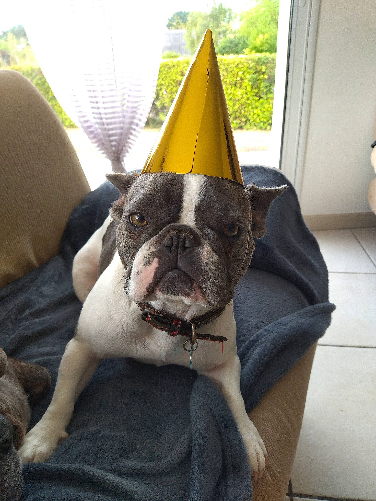 Rover a rejoint le concours — aidez-le/la à gagner de superbes lots ! bulldog, canidae, carnivore, collar, comfort, companion_dog, dog, dog_breed, dog_supply, fashion_accessory, fawn, grass, party_hat, pet_supply, snout, sporting_group, terrestrial_animal, toy_dog, whiskers, working_animal